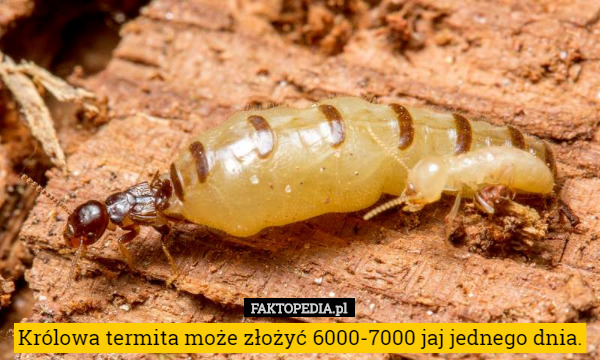 Królowa termita może złożyć 6000-7000 jaj jednego dnia. 