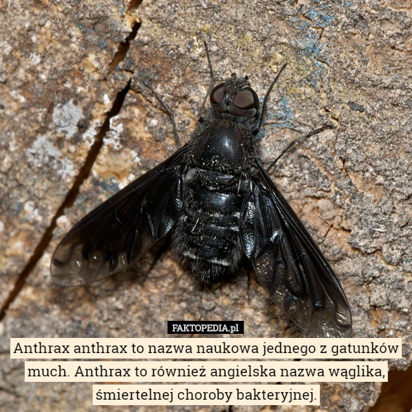 Anthrax anthrax to nazwa naukowa jednego z gatunków much. Anthrax to również angielska nazwa wąglika, śmiertelnej choroby bakteryjnej. 