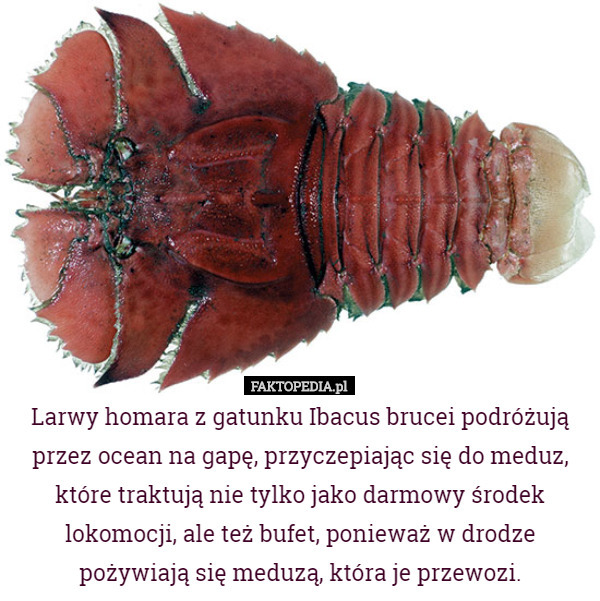 Larwy homara z gatunku Ibacus brucei podróżują przez ocean na gapę, przyczepiając się do meduz, które traktują nie tylko jako darmowy środek lokomocji, ale też bufet, ponieważ w drodze pożywiają się meduzą, która je przewozi. 