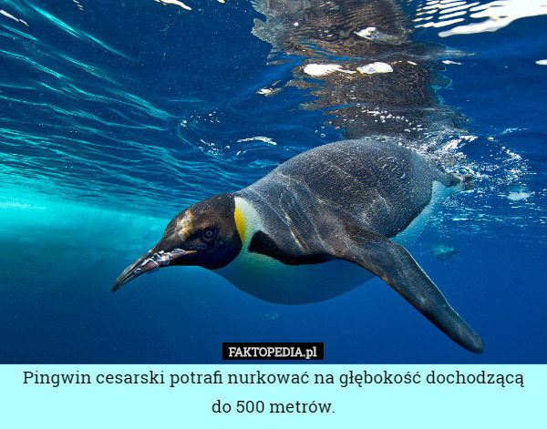 Pingwin cesarski potrafi nurkować na głębokość dochodzącą do 500 metrów. 