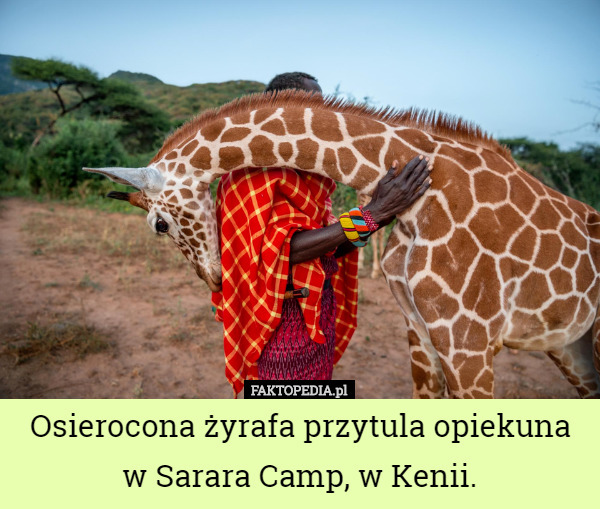 Osierocona żyrafa przytula opiekuna w Sarara Camp, w Kenii. 