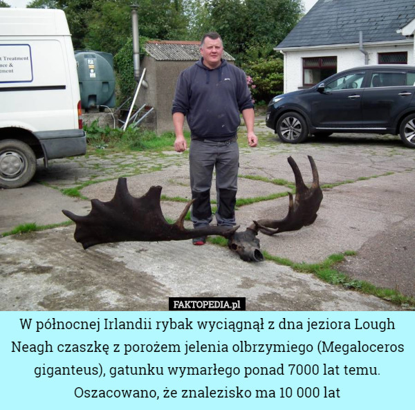 W północnej Irlandii rybak wyciągnął z dna jeziora Lough Neagh czaszkę z porożem jelenia olbrzymiego (Megaloceros giganteus), gatunku wymarłego ponad 7000 lat temu.
Oszacowano, że znalezisko ma 10 000 lat 