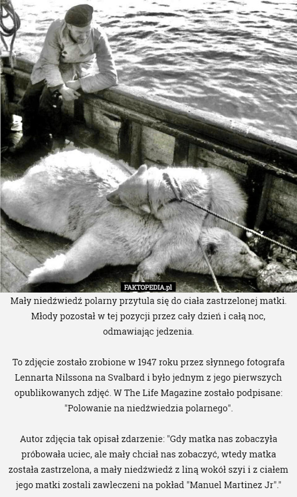 Mały niedźwiedź polarny przytula się do ciała zastrzelonej matki. Młody pozostał w tej pozycji przez cały dzień i całą noc, odmawiając jedzenia.

 To zdjęcie zostało zrobione w 1947 roku przez słynnego fotografa Lennarta Nilssona na Svalbard i było jednym z jego pierwszych opublikowanych zdjęć. W The Life Magazine zostało podpisane: "Polowanie na niedźwiedzia polarnego".

 Autor zdjęcia tak opisał zdarzenie: "Gdy matka nas zobaczyła próbowała uciec, ale mały chciał nas zobaczyć, wtedy matka została zastrzelona, a mały niedźwiedź z liną wokół szyi i z ciałem jego matki zostali zawleczeni na pokład "Manuel Martinez Jr"." 