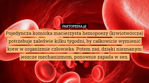 Pojedyncza komórka macierzysta hemopoezy (krwiotwórcza) potrzebuje zaledwie kilku tygodni, by całkowicie wymienić krew w organizmie człowieka. Potem zaś, dzięki nieznanym jeszcze mechanizmom, ponownie zapada w sen. 