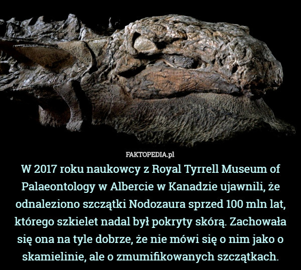W 2017 roku naukowcy z Royal Tyrrell Museum of Palaeontology w Albercie w Kanadzie ujawnili, że odnaleziono szczątki Nodozaura sprzed 100 mln lat, którego szkielet nadal był pokryty skórą. Zachowała się ona na tyle dobrze, że nie mówi się o nim jako o skamielinie, ale o zmumifikowanych szczątkach. 