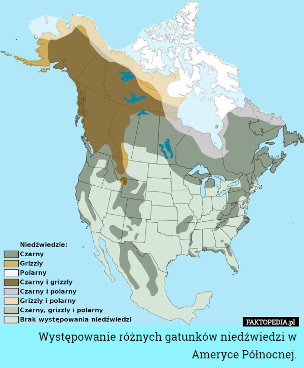 Występowanie różnych gatunków niedźwiedzi w Ameryce Północnej. 