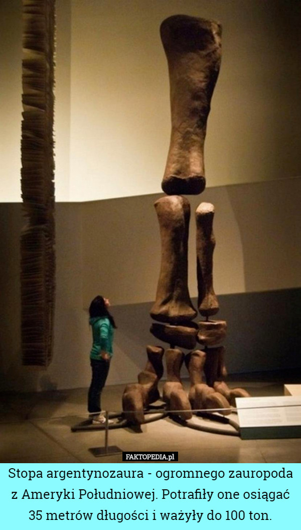 Stopa argentynozaura - ogromnego zauropoda z Ameryki Południowej. Potrafiły one osiągać 35 metrów długości i ważyły ​​do ​​100 ton. 