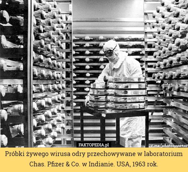Próbki żywego wirusa odry przechowywane w laboratorium Chas. Pfizer & Co. w Indianie. USA, 1963 rok. 