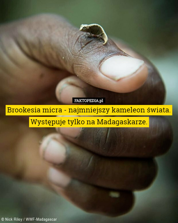Brookesia micra - najmniejszy kameleon świata. Występuje tylko na Madagaskarze. 