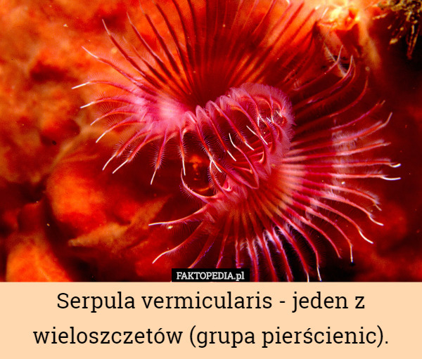Serpula vermicularis - jeden z wieloszczetów (grupa pierścienic). 