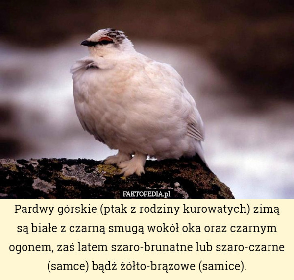 Pardwy górskie (ptak z rodziny kurowatych) zimą są białe z czarną smugą wokół oka oraz czarnym ogonem, zaś latem szaro-brunatne lub szaro-czarne (samce) bądź żółto-brązowe (samice). 