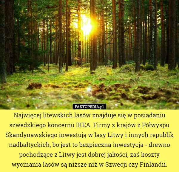 Najwięcej litewskich lasów znajduje się w posiadaniu szwedzkiego koncernu IKEA. Firmy z krajów z Półwyspu Skandynawskiego inwestują w lasy Litwy i innych republik nadbałtyckich, bo jest to bezpieczna inwestycja - drewno pochodzące z Litwy jest dobrej jakości, zaś koszty wycinania lasów są niższe niż w Szwecji czy Finlandii. 