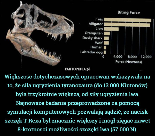 Większość dotychczasowych opracowań wskazywała na to, że siła ugryzienia tyranozaura (do 13 000 Niutonów) była trzykrotnie większa, od siły ugryzienia lwa.
Najnowsze badania przeprowadzone za pomocą symulacji komputerowych pozwalają sądzić, że nacisk szczęk T-Rexa był znacznie większy i mógł sięgać nawet 8-krotnosci możliwości szczęki lwa (57 000 N). 