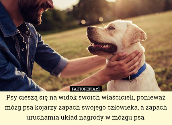 Psy cieszą się na widok swoich właścicieli, ponieważ mózg psa kojarzy zapach swojego człowieka, a zapach uruchamia układ nagrody w mózgu psa. 