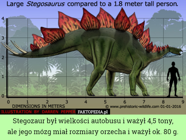 Stegozaur był wielkości autobusu i ważył 4,5 tony,
 ale jego mózg miał rozmiary orzecha i ważył ok. 80 g. 