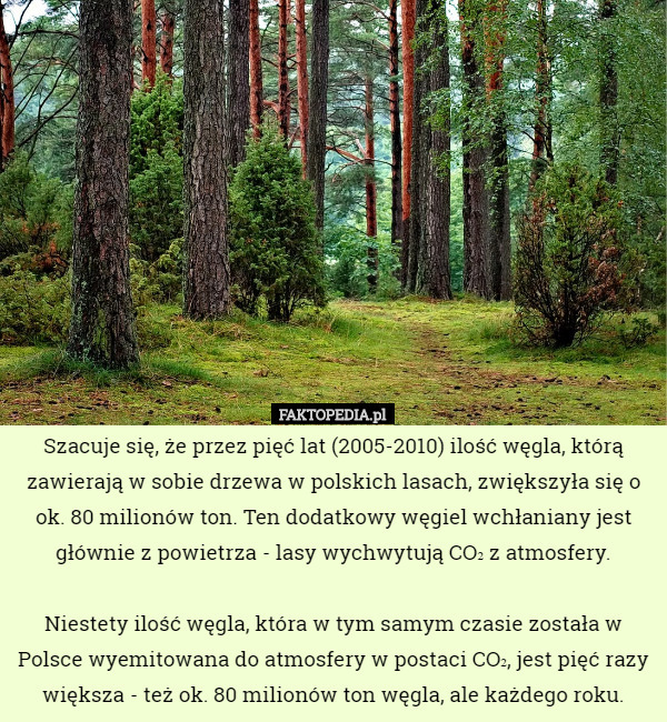 Szacuje się, że przez pięć lat (2005-2010) ilość węgla, którą zawierają w sobie drzewa w polskich lasach, zwiększyła się o ok. 80 milionów ton. Ten dodatkowy węgiel wchłaniany jest głównie z powietrza - lasy wychwytują CO₂ z atmosfery.

Niestety ilość węgla, która w tym samym czasie została w Polsce wyemitowana do atmosfery w postaci CO₂, jest pięć razy większa - też ok. 80 milionów ton węgla, ale każdego roku. 