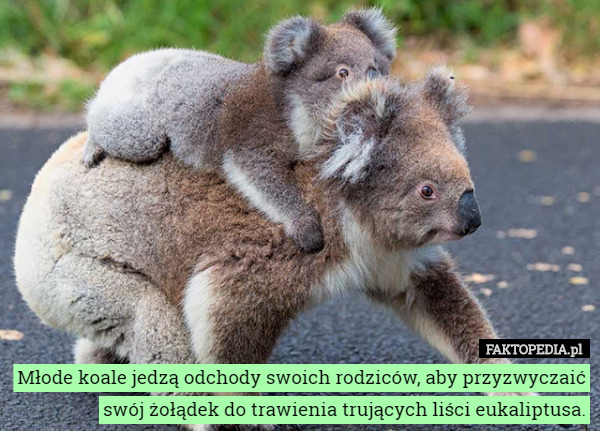 Młode koale jedzą odchody swoich rodziców, aby przyzwyczaić swój żołądek do trawienia trujących liści eukaliptusa. 