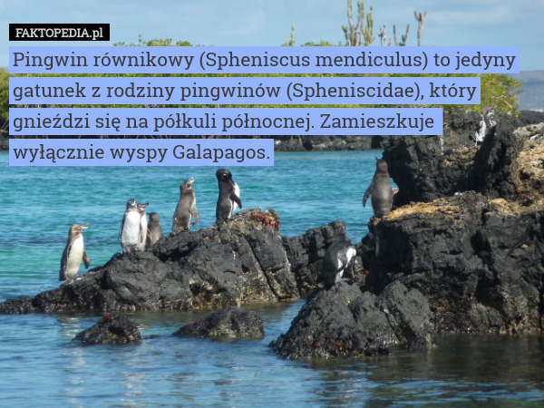 Pingwin równikowy (Spheniscus mendiculus) to jedyny gatunek z rodziny pingwinów (Spheniscidae), który gnieździ się na półkuli północnej. Zamieszkuje 
wyłącznie wyspy Galapagos. 