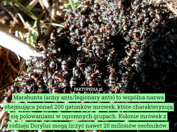 Marabunta (army ants/legionary ants) to wspólna nazwa obejmująca ponad 200 gatunków mrówek, które charakteryzują się polowaniami w ogromnych grupach. Kolonie mrówek z rodzaju Dorylus mogą liczyć nawet 20 milionów osobników. 