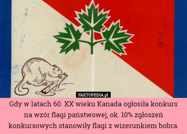 Gdy w latach 60. XX wieku Kanada ogłosiła konkurs
 na wzór flagi państwowej, ok. 10% zgłoszeń konkursowych stanowiły flagi z wizerunkiem bobra. 