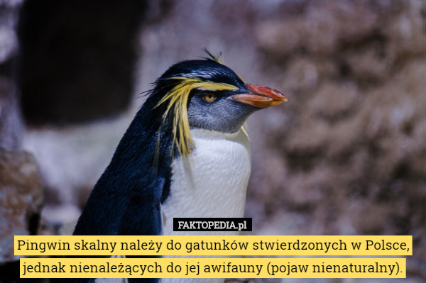 Pingwin skalny należy do gatunków stwierdzonych w Polsce, jednak nienależących do jej awifauny (pojaw nienaturalny). 