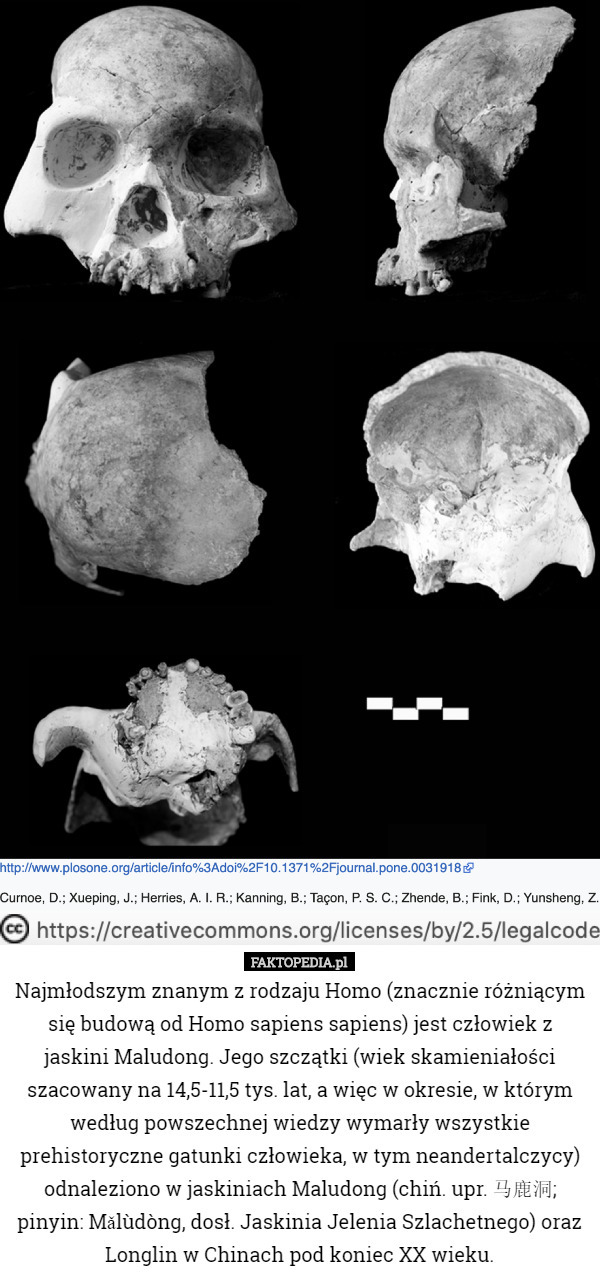 Najmłodszym znanym z rodzaju Homo (znacznie różniącym się budową od Homo sapiens sapiens) jest człowiek z jaskini Maludong. Jego szczątki (wiek skamieniałości szacowany na 14,5-11,5 tys. lat, a więc w okresie, w którym według powszechnej wiedzy wymarły wszystkie prehistoryczne gatunki człowieka, w tym neandertalczycy) odnaleziono w jaskiniach Maludong (chiń. upr. 马鹿洞; pinyin: Mǎlùdòng, dosł. Jaskinia Jelenia Szlachetnego) oraz Longlin w Chinach pod koniec XX wieku. 