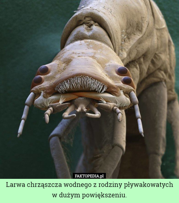 Larwa chrząszcza wodnego z rodziny pływakowatych w dużym powiększeniu. 