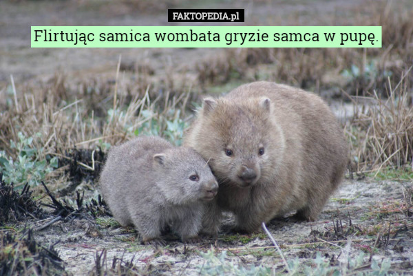 Flirtując samica wombata gryzie samca w pupę. 