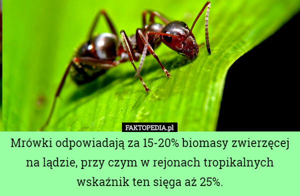 Mrówki odpowiadają za 15-20% biomasy zwierzęcej na lądzie, przy czym w rejonach tropikalnych wskaźnik ten sięga aż 25%. 