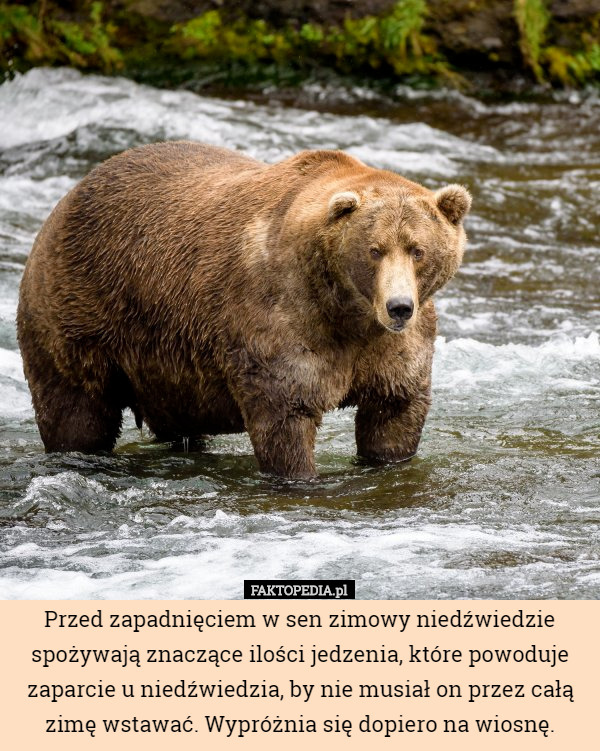 Przed zapadnięciem w sen zimowy niedźwiedzie spożywają znaczące ilości jedzenia, które powoduje zaparcie u niedźwiedzia, by nie musiał on przez całą zimę wstawać. Wypróżnia się dopiero na wiosnę. 