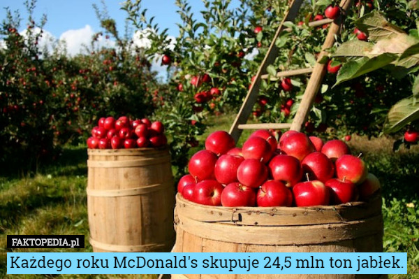 Każdego roku McDonald's skupuje 24,5 mln ton jabłek. 