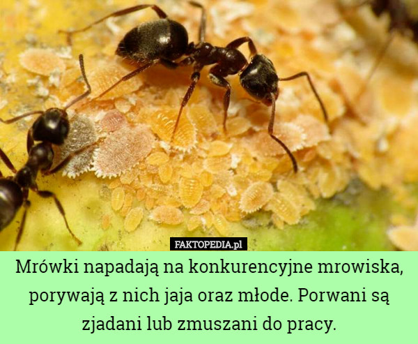 Mrówki napadają na konkurencyjne mrowiska, porywają z nich jaja oraz młode. Porwani są zjadani lub zmuszani do pracy. 