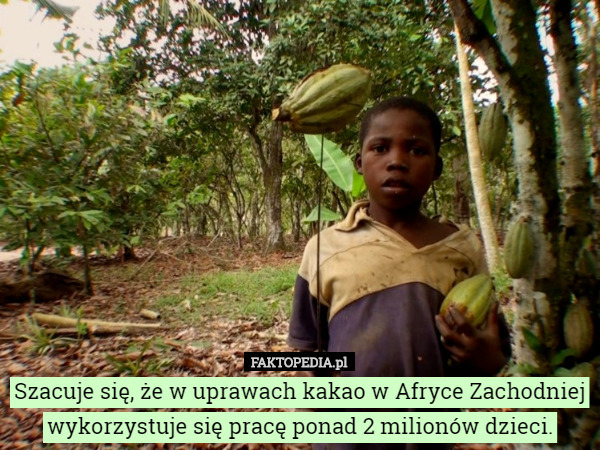 Szacuje się, że w uprawach kakao w Afryce Zachodniej wykorzystuje się pracę ponad 2 milionów dzieci. 