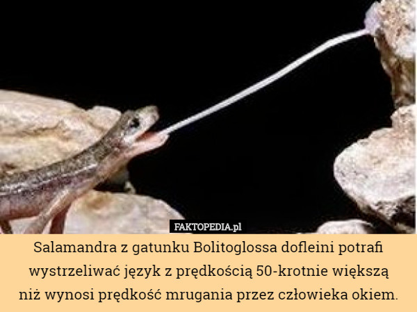 Salamandra z gatunku Bolitoglossa dofleini potrafi wystrzeliwać język z prędkością 50-krotnie większą
 niż wynosi prędkość mrugania przez człowieka okiem. 