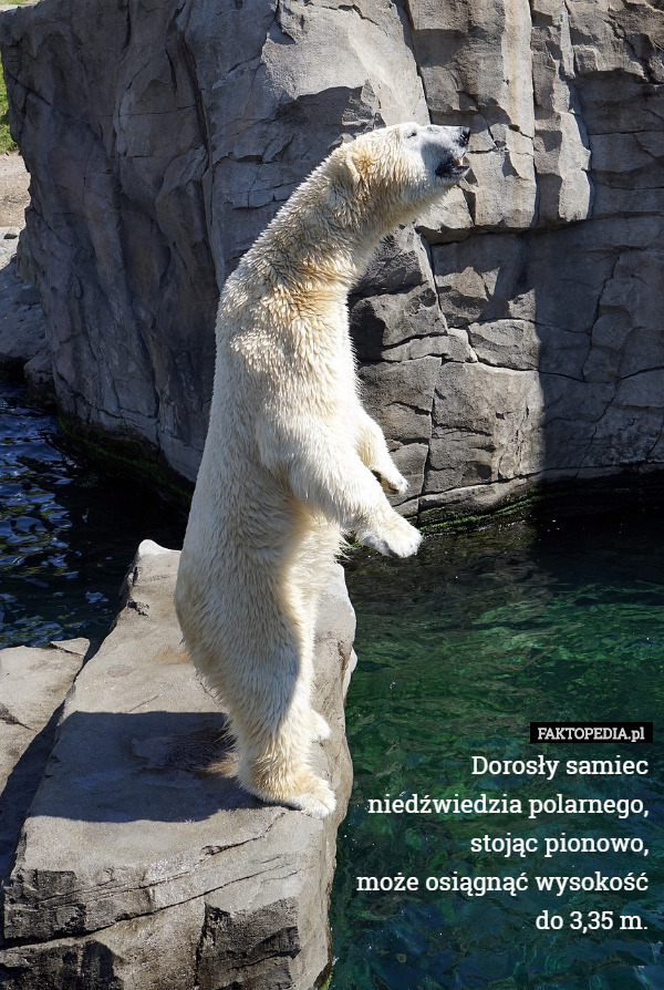 Dorosły samiec
 niedźwiedzia polarnego,
 stojąc pionowo,
 może osiągnąć wysokość
 do 3,35 m. 