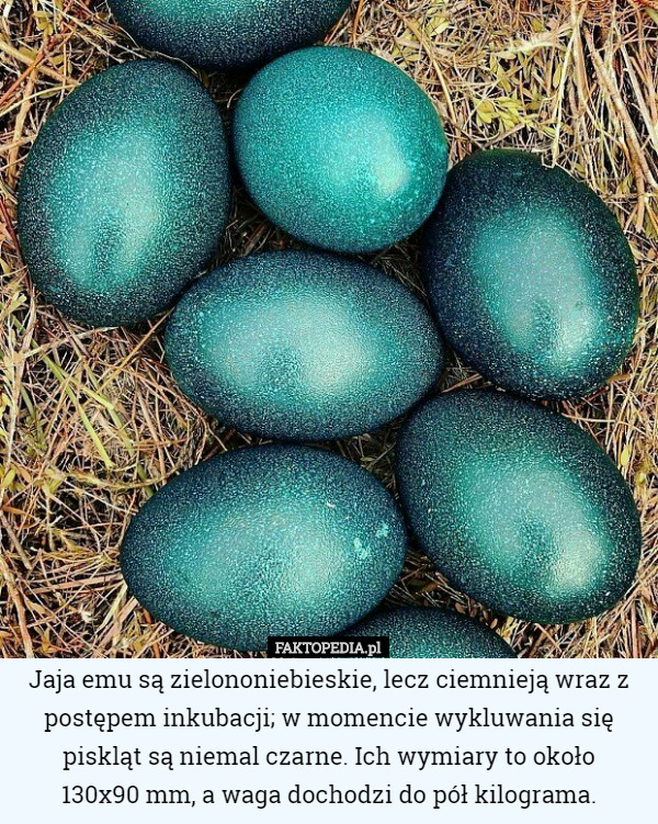 Jaja emu są zielononiebieskie, lecz ciemnieją wraz z postępem inkubacji; w momencie wykluwania się piskląt są niemal czarne. Ich wymiary to około
 130x90 mm, a waga dochodzi do pół kilograma. 
