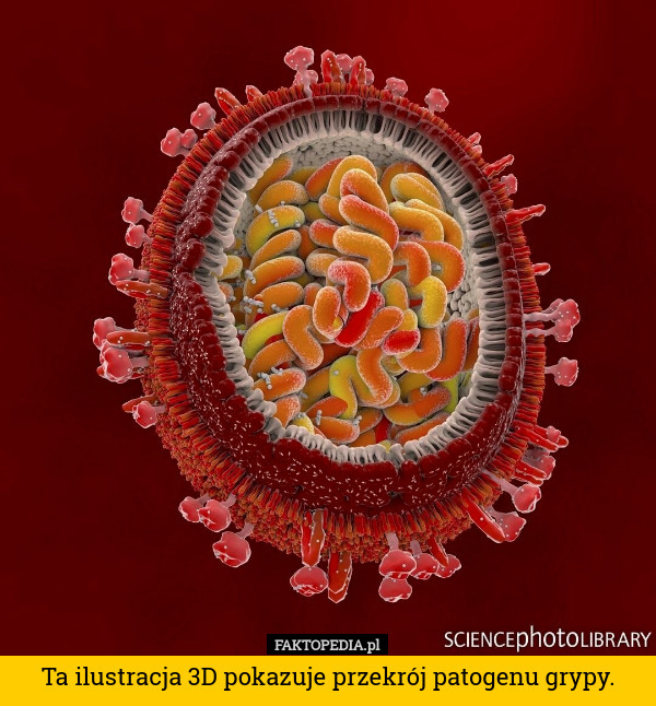 Ta ilustracja 3D pokazuje przekrój patogenu grypy. 