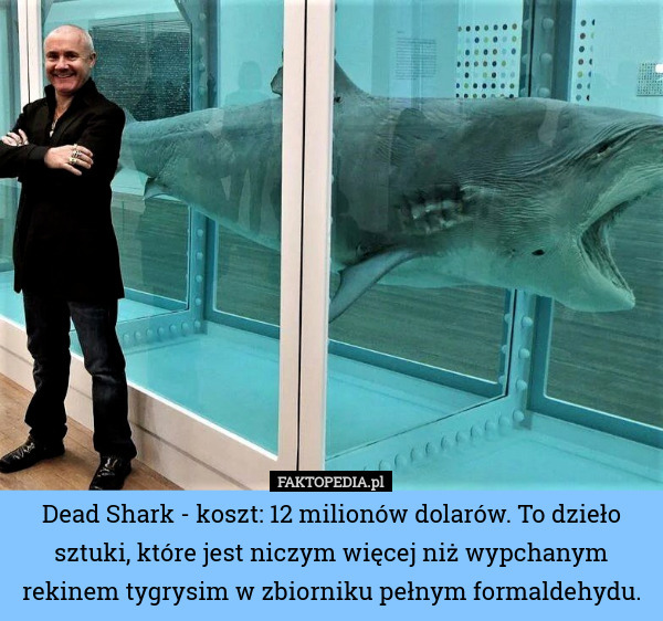 Dead Shark - koszt: 12 milionów dolarów. To dzieło sztuki, które jest niczym więcej niż wypchanym rekinem tygrysim w zbiorniku pełnym formaldehydu. 