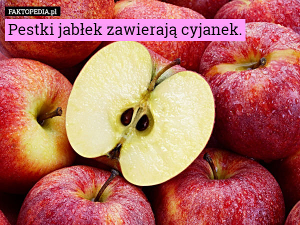 Pestki jabłek zawierają cyjanek. 