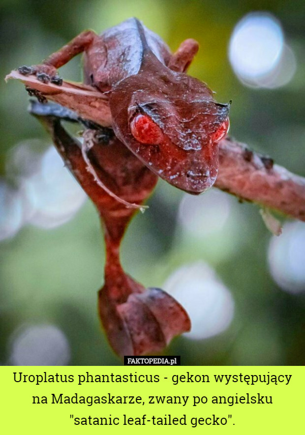 Uroplatus phantasticus - gekon występujący na Madagaskarze, zwany po angielsku "satanic leaf-tailed gecko". 