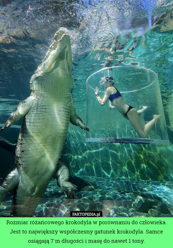 Rozmiar różańcowego krokodyla w porównaniu do człowieka. Jest to największy współczesny gatunek krokodyla. Samce osiągają 7 m długości i masę do nawet 1 tony. 
