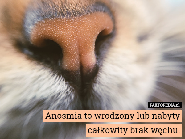 Anosmia to wrodzony lub nabyty całkowity brak węchu. 
