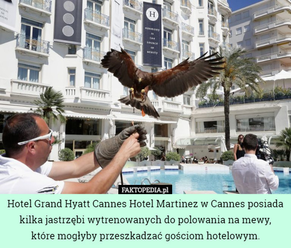Hotel Grand Hyatt Cannes Hotel Martinez w Cannes posiada kilka jastrzębi wytrenowanych do polowania na mewy, które mogłyby przeszkadzać gościom hotelowym. 