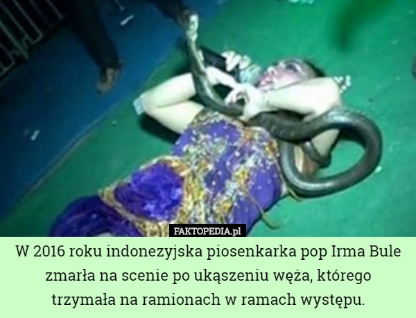W 2016 roku indonezyjska piosenkarka pop Irma Bule zmarła na scenie po ukąszeniu węża, którego
 trzymała na ramionach w ramach występu. 