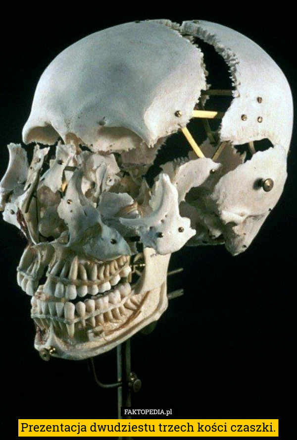 Prezentacja dwudziestu trzech kości czaszki. 