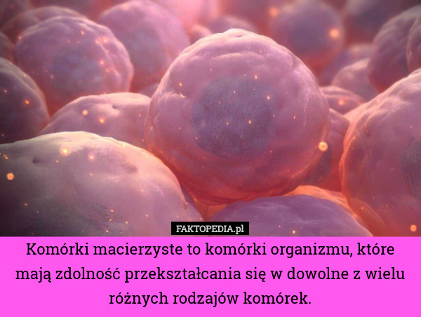 Komórki macierzyste to komórki organizmu, które mają zdolność przekształcania się w dowolne z wielu różnych rodzajów komórek. 