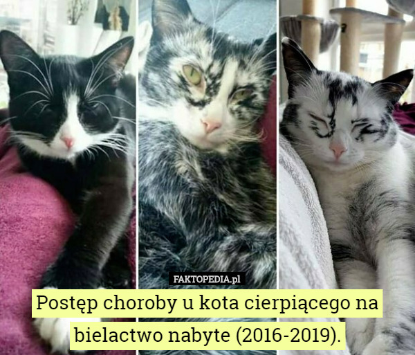 Postęp choroby u kota cierpiącego na bielactwo nabyte (2016-2019). 
