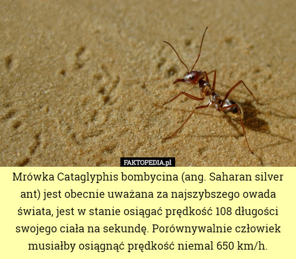 Mrówka Cataglyphis bombycina (ang. Saharan silver ant) jest obecnie uważana za najszybszego owada świata, jest w stanie osiągać prędkość 108 długości swojego ciała na sekundę. Porównywalnie człowiek musiałby osiągnąć prędkość niemal 650 km/h. 