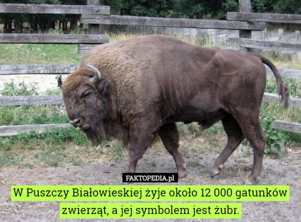 W Puszczy Białowieskiej żyje około 12 000 gatunków zwierząt, a jej symbolem jest żubr. 