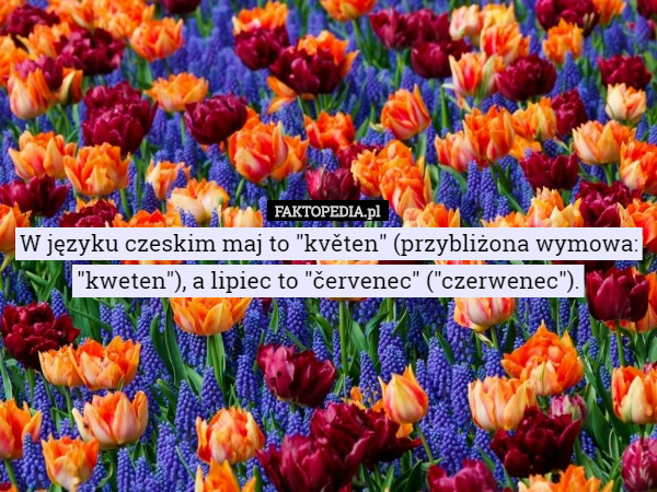 W języku czeskim maj to "květen" (przybliżona wymowa: "kweten"), a lipiec to "červenec" ("czerwenec"). 